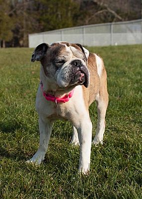 Philadelphia Pa English Bulldog Meet Marlee A Pet For Adoption