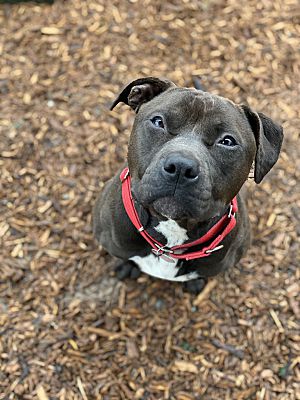 Bellingham, WA - Pit Bull Terrier. Meet Jellybean a Pet for Adoption ...