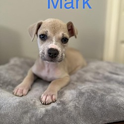 Photo of Mark