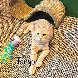 Photo of Tango