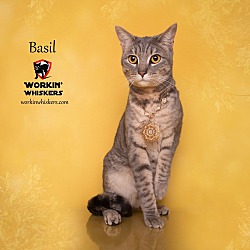 Thumbnail photo of BASIL #1