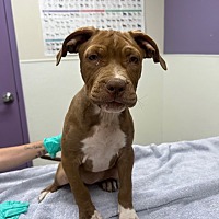 adopt a pet