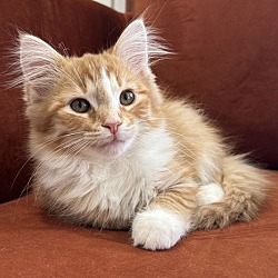 Thumbnail photo of KITTEN OSCAR #2