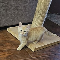 adopt a pet