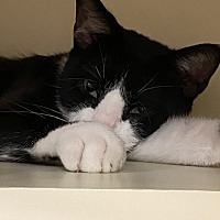 adopt a pet