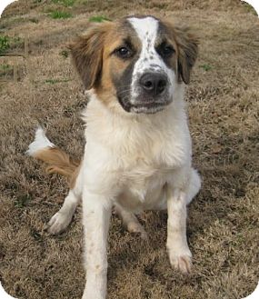 saint bernard blue heeler mix