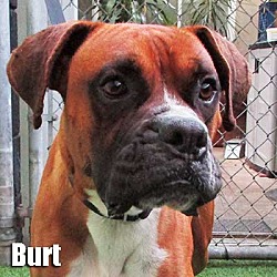 Thumbnail photo of Burt #1