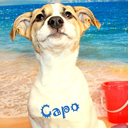 Thumbnail photo of Capo ~ meet me! #2