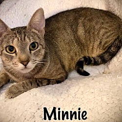 Thumbnail photo of Minnie #4