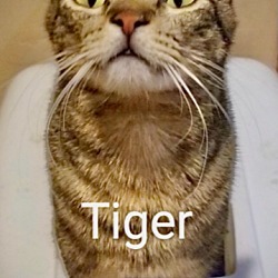 Photo of TIGER