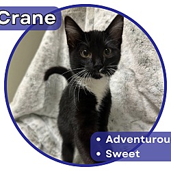 Photo of Crane