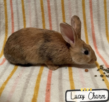 Photo of Lucky Charm