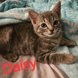 Thumbnail photo of Daisy #2