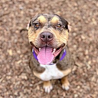 adopt a pet
