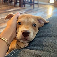 adopt a pet