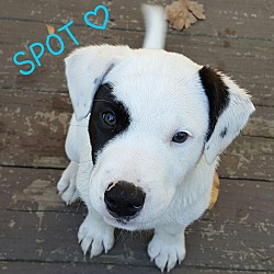 Thumbnail photo of SPOT*~adoption pending #1