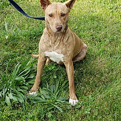 colonial heights animal shelter