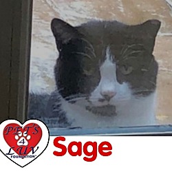 Thumbnail photo of Sage #1