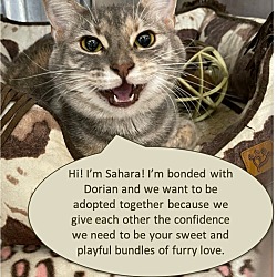 Thumbnail photo of Dorian & Sahara #3