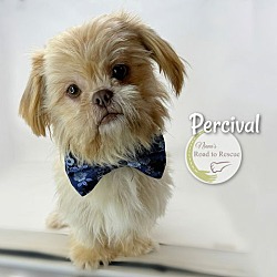 Thumbnail photo of Percival #1