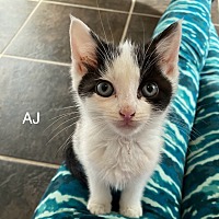 adopt a pet