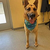 adopt a pet