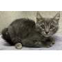 BOW - Domestic Shorthair available for adoption
