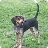 Kansas city, MO - Bluetick Coonhound. Meet jack a Pet for Adoption.