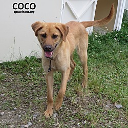 Thumbnail photo of Coco #3