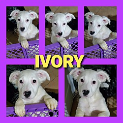 Thumbnail photo of Ivory #2