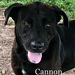 Thumbnail photo of Cannon #1