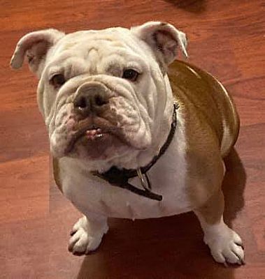 Orlando, FL - English Bulldog. Meet Ivy a Pet for Adoption - AdoptaPet.com