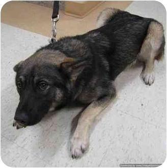 Morden, MB - Norwegian Elkhound. Meet Wiley a Dog for Adoption.