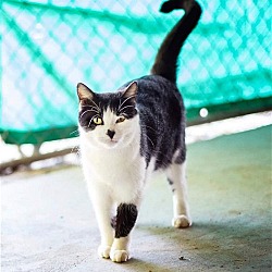 Thumbnail photo of Odin #3