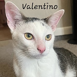 Thumbnail photo of Valentino #4