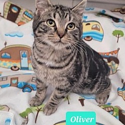 Thumbnail photo of Oliver #3