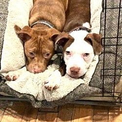 Photo of Sage & Sully Will Adopt Separately or Together