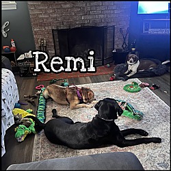 Thumbnail photo of Remi #4