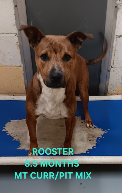 Thumbnail photo of ROOSTER #1
