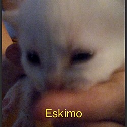 Thumbnail photo of Eskimo #4