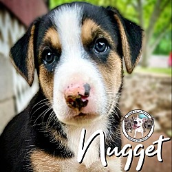 Thumbnail photo of Nugget Barc #1