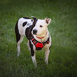 Thumbnail photo of Daisy [dog] - ADOPTION PENDING #3