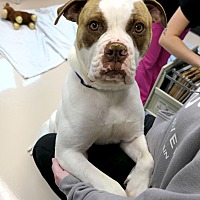 adopt a pet