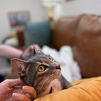 adopt a pet