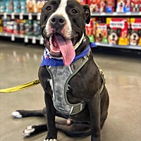adopt a pet