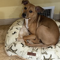 adopt a pet