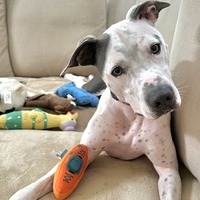 adopt a pet