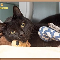adopt-pet