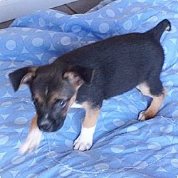 Thumbnail photo of Roscoe. Coolest little Heeler #4
