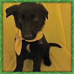 Thumbnail photo of Charleston-Adopted! #1